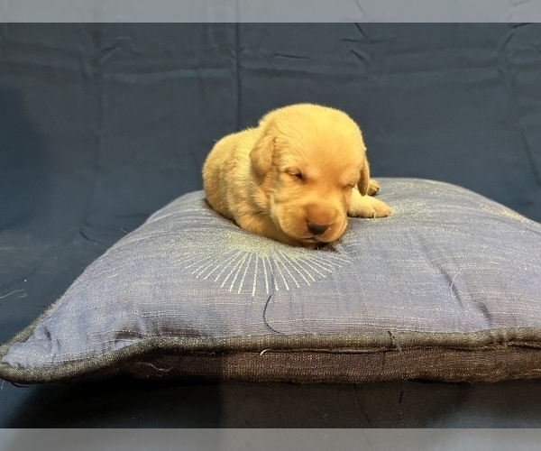 Medium Photo #37 Labrador Retriever Puppy For Sale in BARTLETT, IL, USA