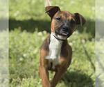 Small #3 Labrador Retriever Mix