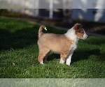 Small #2 Shetland Sheepdog