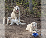 Small Photo #1 Maremma Sheepdog Puppy For Sale in THORN HILL, TN, USA