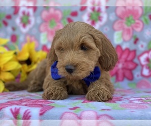 Goldendoodle (Miniature) Puppy for sale in LANCASTER, PA, USA