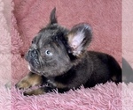 Small Photo #24 French Bulldog Puppy For Sale in BOTHELL, WA, USA