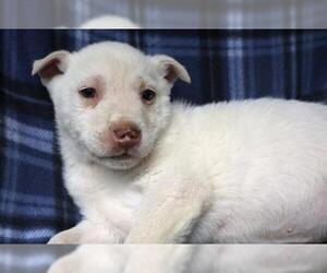 Affenpinscher-Unknown Mix Dogs for adoption in Thief River Falls, MN, USA