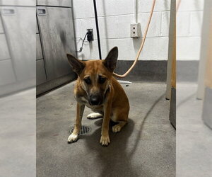 German Shepherd Dog-Unknown Mix Dogs for adoption in Forestville, MD, USA