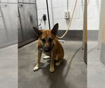 Small German Shepherd Dog Mix