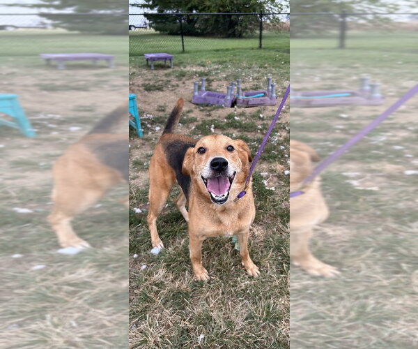 Medium Photo #1 Mutt Puppy For Sale in Evansville, IN, USA