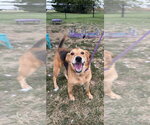 Kiowa - Male Mutt Dog for Adoption - Small photo