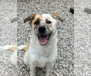 Labrenees Dogs for adoption in Manchester, MO, USA