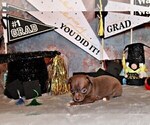 Small Photo #83 Chihuahua Puppy For Sale in CHARLESTON, AR, USA