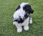 Small Photo #10 Shih Apso Puppy For Sale in GOODYEAR, AZ, USA