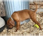 Small Photo #3 Rhodesian Ridgeback Puppy For Sale in LOCKHART, TX, USA