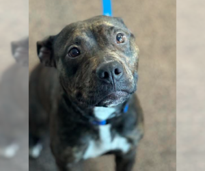 Staffordshire Bull Terrier-Unknown Mix Dogs for adoption in Brooklyn Center, MN, USA