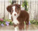 Small Photo #1 Miniature Australian Shepherd Puppy For Sale in MOUNT VERNON, OH, USA