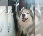 Small #15 Samoyed-Siberian Husky Mix