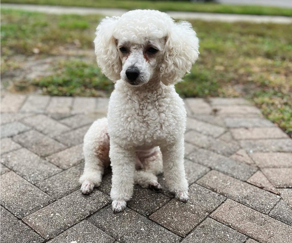 Medium Photo #1 Poodle (Toy) Puppy For Sale in OCOEE, FL, USA