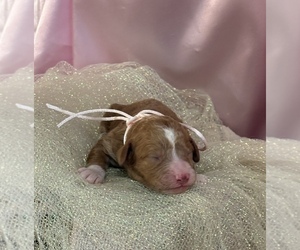 Goldendoodle (Miniature) Puppy for sale in SAINT MARYS, KS, USA