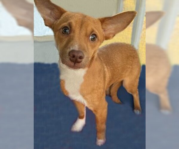 Medium Photo #15 Chihuahua-Unknown Mix Puppy For Sale in Arlington, VA, USA