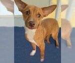 Small Photo #15 Chihuahua-Unknown Mix Puppy For Sale in Arlington, VA, USA