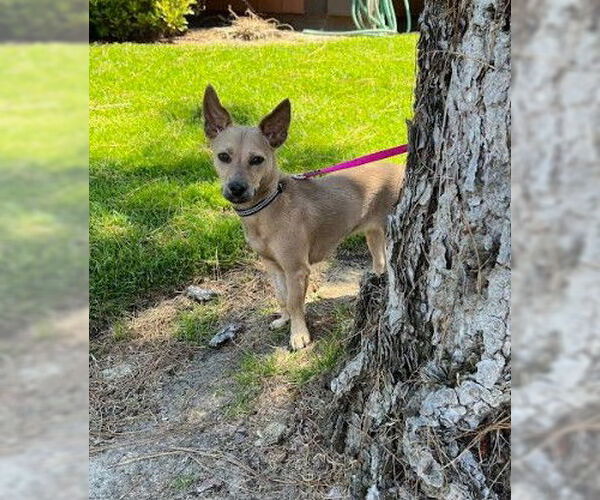 Medium Photo #4 Chihuahua-Unknown Mix Puppy For Sale in San Diego, CA, USA