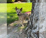 Small #3 Chihuahua Mix