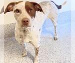Small Pointer Mix