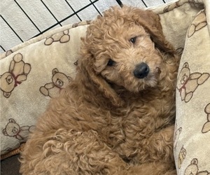 Goldendoodle Puppy for sale in HONEY GROVE, TX, USA
