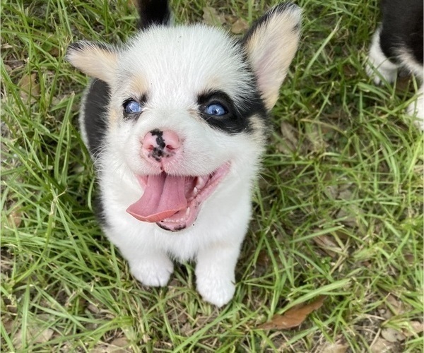 Medium Photo #2 Pembroke Welsh Corgi Puppy For Sale in BRANDON, FL, USA