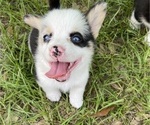 Small #1 Pembroke Welsh Corgi