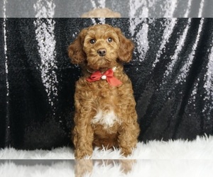 Labradoodle Puppy for sale in WARSAW, IN, USA