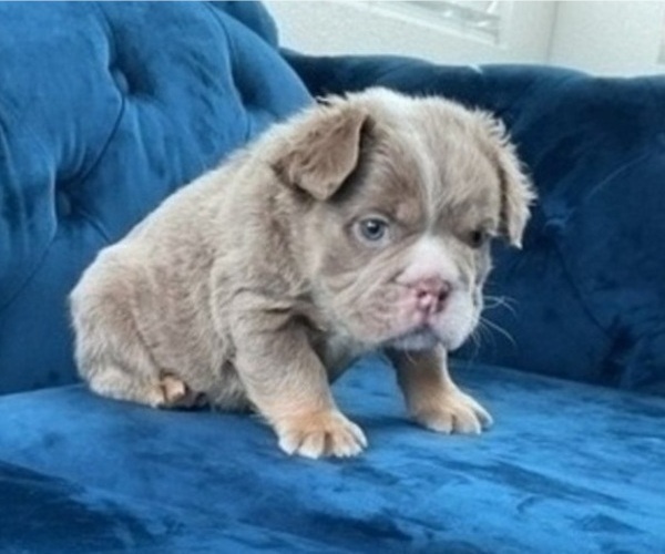 Medium Photo #3 English Bulldog Puppy For Sale in CINCINNATI, OH, USA