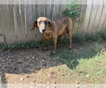 Slick - Male Plott Hound-Unknown Mix Dog for Adoption - Small photo