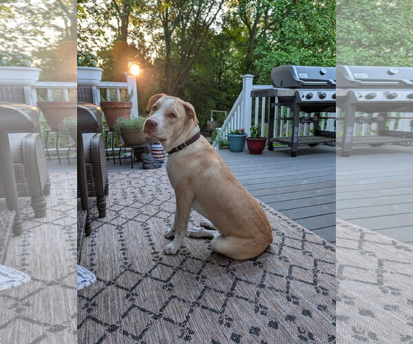 Medium Photo #4 American Pit Bull Terrier-Unknown Mix Puppy For Sale in Rockaway, NJ, USA
