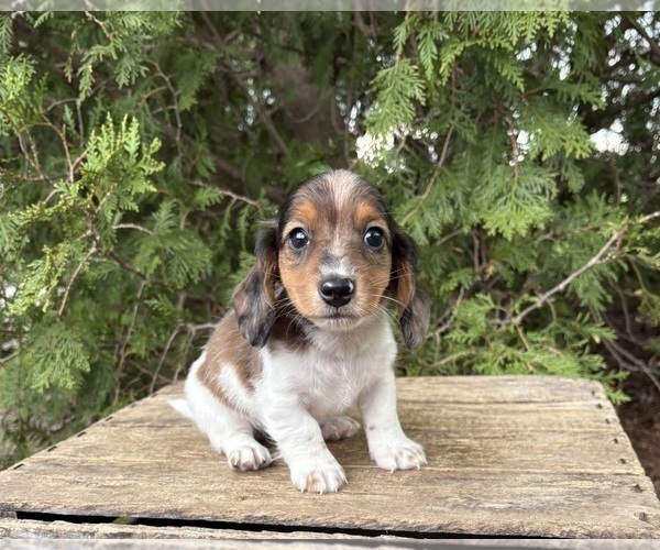 Medium Photo #3 Dachshund Puppy For Sale in MIDDLEBURY, IN, USA