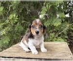 Small #2 Dachshund