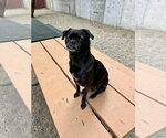 Small #3 Pug Mix