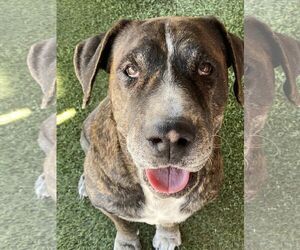 Chinese Shar-Pei-Mastiff Mix Dogs for adoption in Queen Creek, AZ, USA