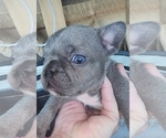 Puppy Mini Sasha French Bulldog