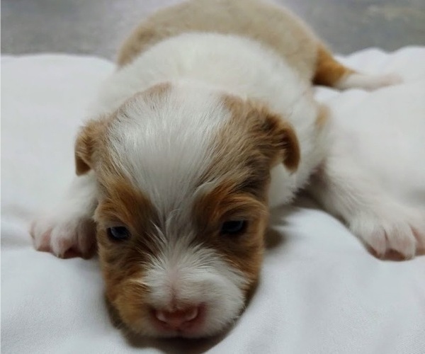 Medium Photo #2 Australian Shepherd Puppy For Sale in SALEM, IN, USA