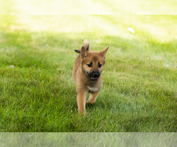 Medium Photo #6 Shiba Inu Puppy For Sale in MILLERSBURG, IN, USA