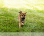 Small #5 Shiba Inu