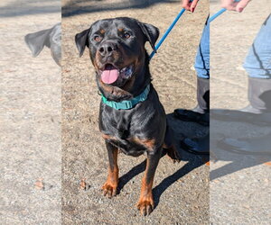 Clyde - Male Rottweiler Dog for Adoption - Photo #2