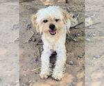 Small #1 Poodle (Miniature) Mix
