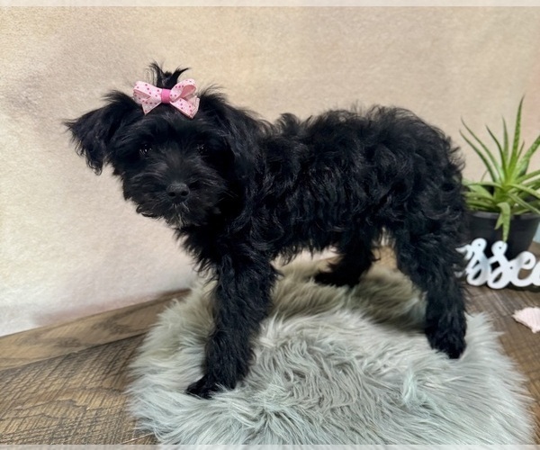 Medium Photo #2 YorkiePoo Puppy For Sale in NAPPANEE, IN, USA