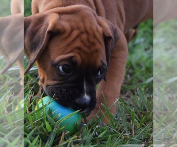 Medium Photo #8 Boxer Puppy For Sale in HUMBOLDT, NE, USA