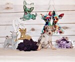 Puppy Gretchen Chihuahua