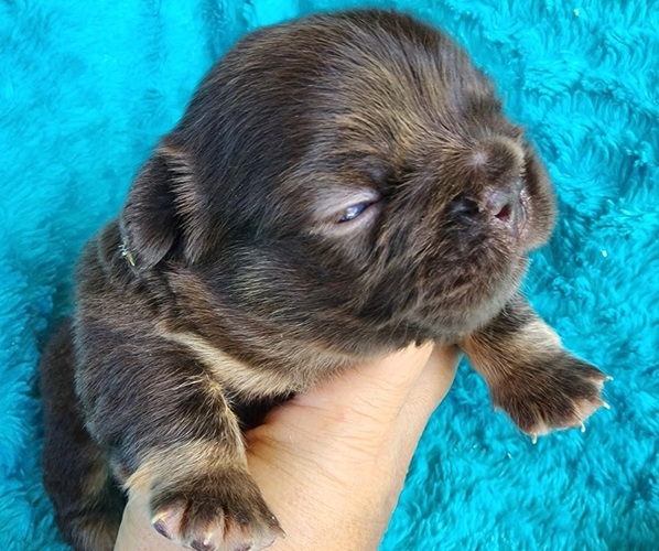 Medium Photo #3 French Bulldog Puppy For Sale in LAS VEGAS, NV, USA