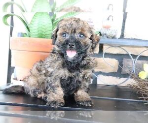 ShihPoo Puppy for sale in CANTON, OH, USA