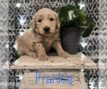 Small Photo #5 Goldendoodle Puppy For Sale in WOOSTER, OH, USA