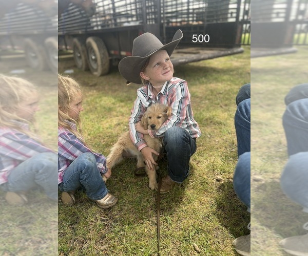 Medium Photo #4 Golden Retriever Puppy For Sale in BLOOMBURG, TX, USA