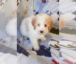 Small Photo #10 Goldendoodle (Miniature) Puppy For Sale in MILWAUKEE, WI, USA